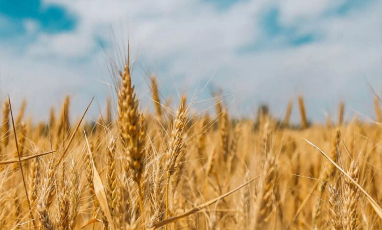 wheat 76 1 1 Console Corptech Pradakshina Consulting Pvt Ltd