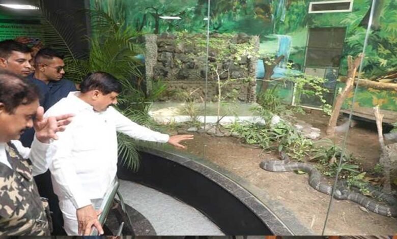 मुख्यमंत्री डॉ. यादव ने इंदौर के कमला नेहरू प्राणी संग्रहालय को दी किंग कोबरा (मेल) की सौगात 1 KSHITITECH 20A 131 KSHITITECH