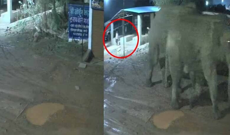 दंतैल हाथी रहवासी इलाके में पहुंचे, राहगीर ने समय पर भागकर बचाई अपनी जान 1 KSHITITECH 3 27 KSHITITECH
