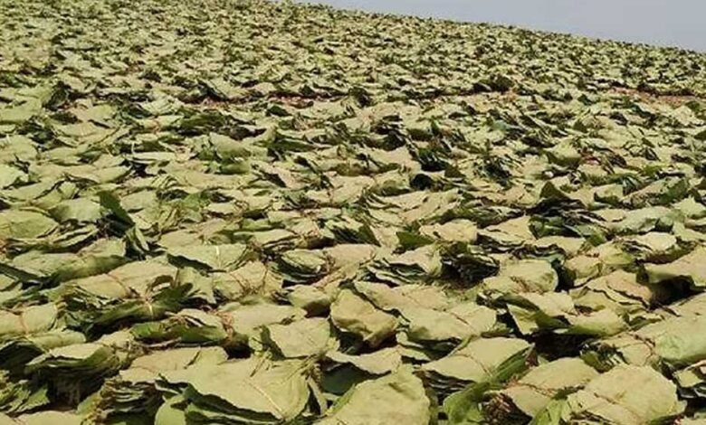 पुलिस को सूचना दिए बगैर जंगल में तेंदूपत्ता ठेकेदार नहीं ले जा सकेंगे कैश 1 Console Corptech Pradakshina Consulting Pvt Ltd 30A 133 Console Corptech Pradakshina Consulting Pvt Ltd