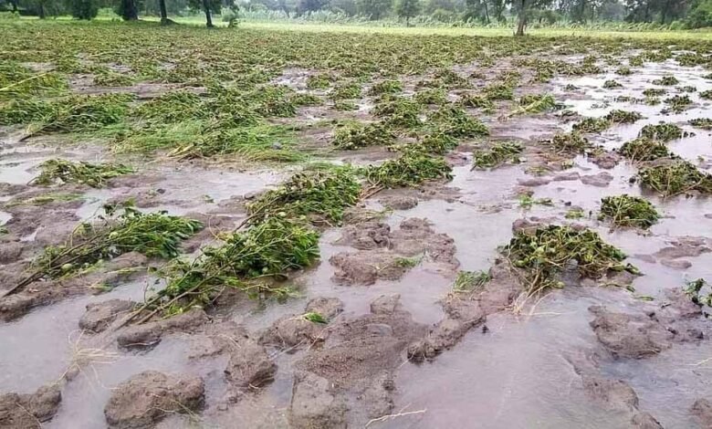 समुद्री हवाओं के टकराने से कानपुर में आंधी-तूफान, किसानों को मिलेगा जोताई का मौका 1 KSHITITECH adhi1 KSHITITECH