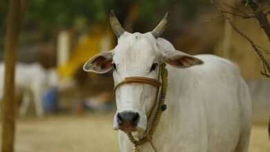 cow1 Console Corptech Pradakshina Consulting Pvt Ltd