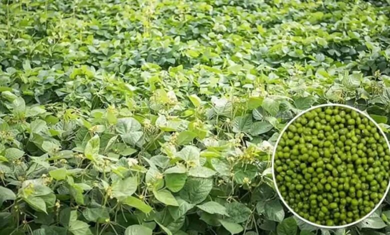 ग्रीष्मकालीन मूंग में खरपतवार नाशकों के उपयोग को करें हतोत्साहित 1 KSHITITECH moong KSHITITECH
