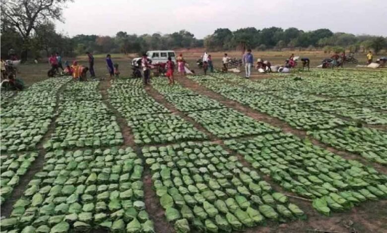 तेंदू पत्ता तोड़ाई और सँग्रह का कार्य चल रहा युद्ध स्तर पर : बनमण्डलाधिकारी सिंगरौली 1 KSHITITECH tendu KSHITITECH