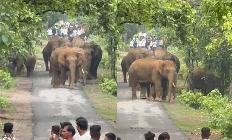 आधा दर्जन हाथियों का दल उतरा सड़क पर, वीडियो बनाने जान जोखिम में डाल रहे ग्रामीण 1 KSHITITECH 1 762 KSHITITECH
