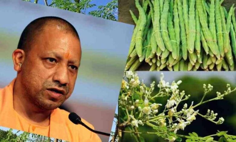 पोषण का पावरहाउस कहे जाने वाले सहजन को लेकर खास निर्देश 1 KSHITITECH 1 821 KSHITITECH