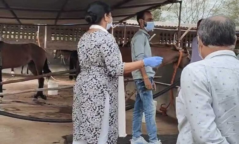 हैदराबाद से लाए गए 57 घोड़े, जबलपुर में अब तक 10 की गई जान, एक घोड़े की रिपोर्ट आई ग्लैंडर पॉजिटिव 1 KSHITITECH 14A 41 KSHITITECH