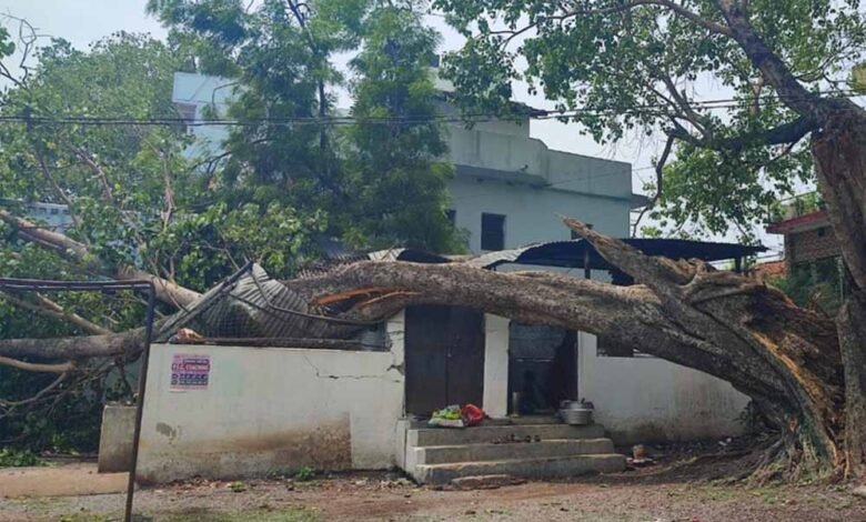 विद्यालय में टला एक बड़ा हादसा, स्कूल के किचन शेड पर गिरा पीपल का पेड़ 1 KSHITITECH 2 257 KSHITITECH