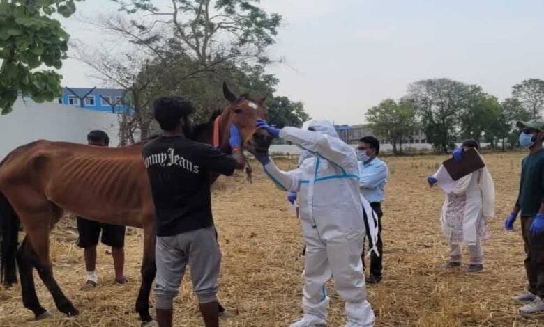 हैदराबाद से जबलपुर लाए घोड़ों की रहस्यमयी तरीके से एक एक कर अब तक कुल 12 घोड़ों की मौत हो चुकी 1 KSHITITECH 20A 66 KSHITITECH