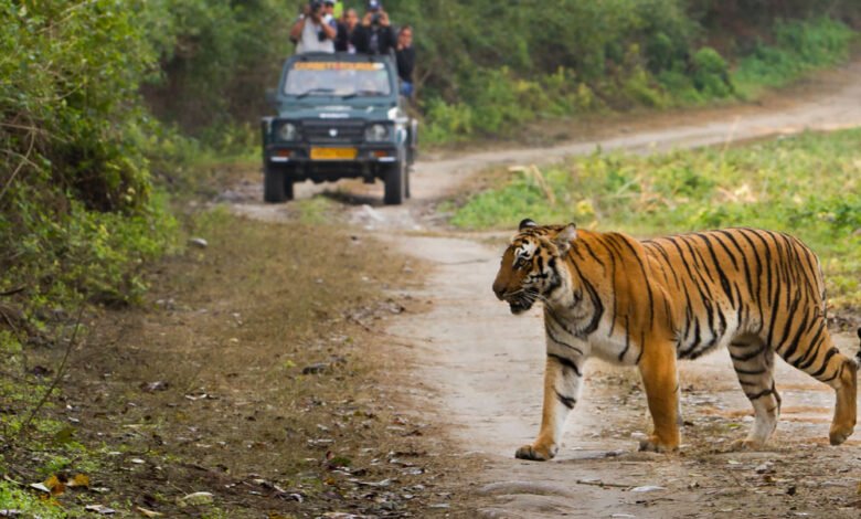 दो लोगों की जान लेने वाले आदमखोर बाघ को आखिरकार वन अधिकारियों ने बेहोश कर दबोचा 1 KSHITITECH Tiger ReserveA 92 4 1 KSHITITECH