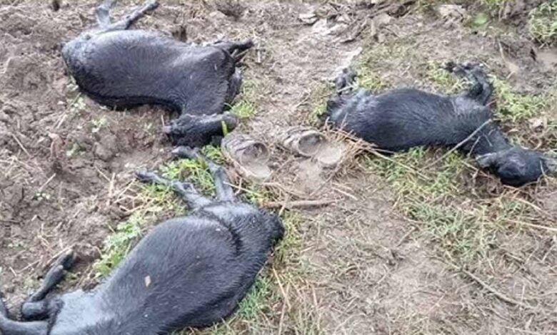 बिजली गिरने से पलेरा में बड़ा नुकसान, 16 बकरियां मरीं, 4 गंभीर रूप से झुलसीं 1 KSHITITECH bijli1 6 KSHITITECH