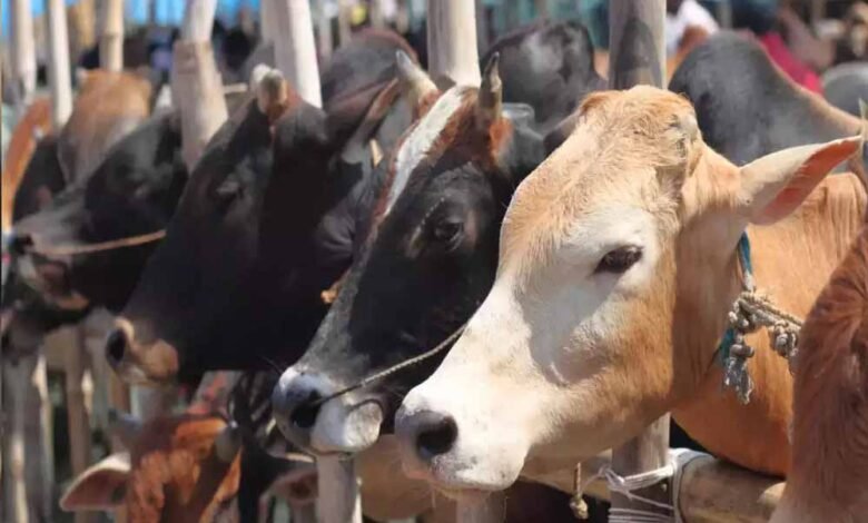 कोरिया : पशुधन विकास विभाग के माध्यम से किया जाएगा पशुओं का क्रय 1 KSHITITECH cow cow 40 1 KSHITITECH