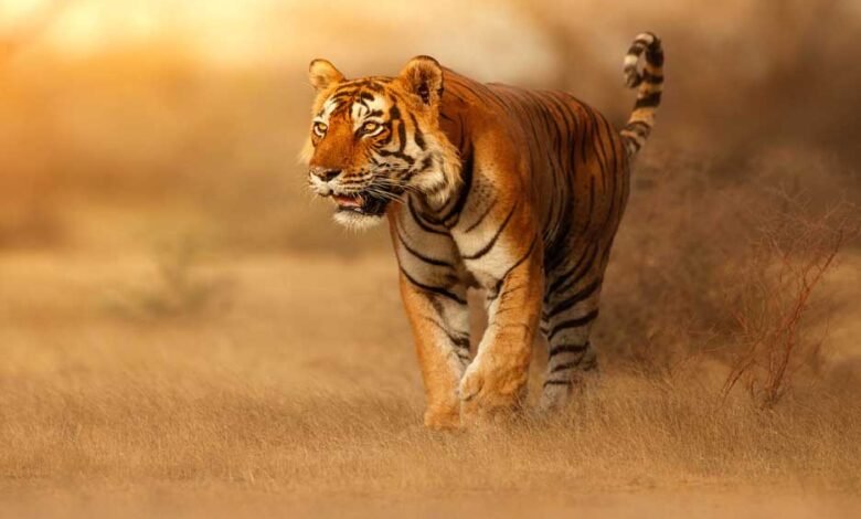 मध्य प्रदेश के टाइगर रिजर्व 1 जुलाई से इस तारीख तक रहेंगे बंद, एडवांस बुकिंग शुरू 1 KSHITITECH tiger A 102 2 KSHITITECH