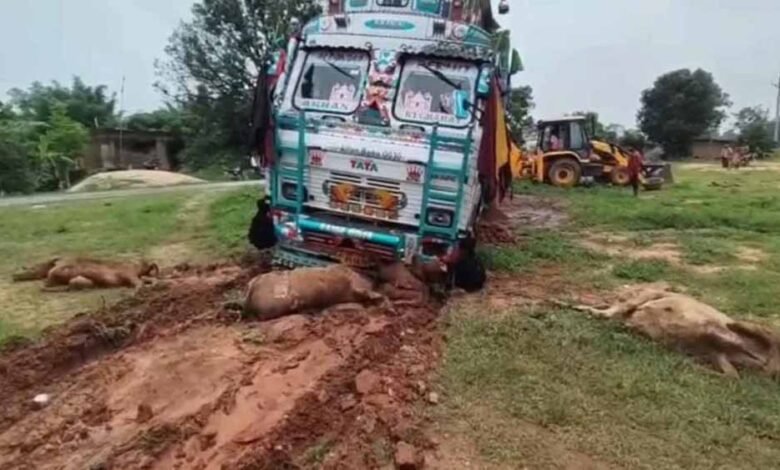 गायों पर मौत बनकर टूटा ट्रक: रफ्तार की भेंट चढ़े मासूम मवेशी 1 KSHITITECH 1 648 KSHITITECH