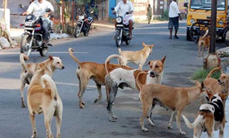 अब स्ट्रीट डॉग्स खाएंगे 'राजा' जैसा खाना, बेंगलुरु नगर निगम की 2.9 करोड़ की स्कीम 1 KSHITITECH 11A 44 KSHITITECH
