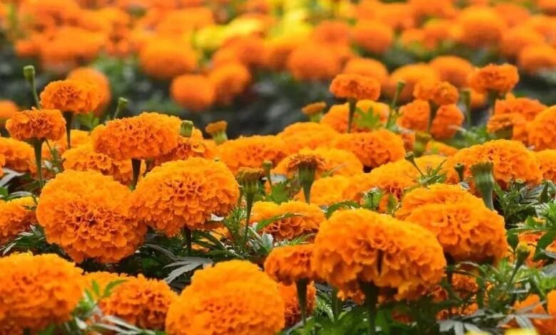 फूलों की खेती में मध्यप्रदेश की महक, देश में तीसरे स्थान पर पहुंचा राज्य 1 KSHITITECH 21A 156 1 KSHITITECH