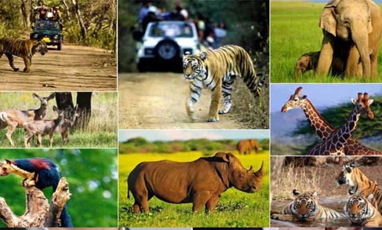 उज्जैन में प्रस्तावित चिड़ियाघर में अब चीते देखने को मिलेंगे, वनतारा सेंटर से चीता और अन्य वन्यजीव लाने की तैयारी 1 KSHITITECH 7A 119 KSHITITECH