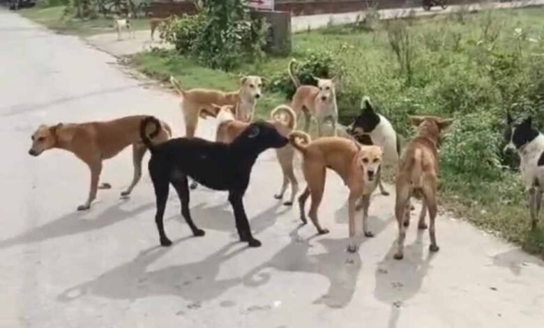 आवारा कुत्तों का आतंक: अमेठी में हर दिन सैकड़ों पर हमले, प्रशासन बेबस 1 KSHITITECH dog1 1 KSHITITECH
