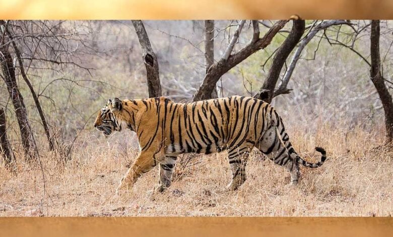 एमपी में नेशनल पार्क और टाइगर रिजर्व में घूमना एक अक्टूबर से महंगा हो जाएगा 1 KSHITITECH tiger A 102 3 KSHITITECH